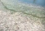 Desastre ambiental: gran mortandad de peces en una laguna mercedina.